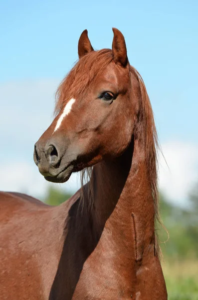 Cavalo Morgan Raça Cavalo — Fotografia de Stock