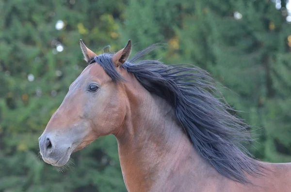 Bonito Cavalo Selvagem Natureza — Fotografia de Stock