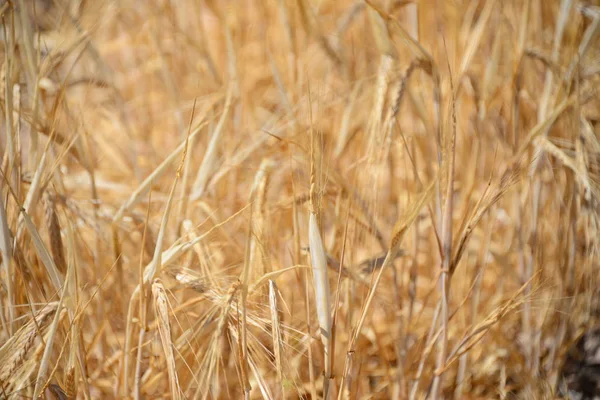 Venkovské Pole Pšeničné Zemědělství — Stock fotografie