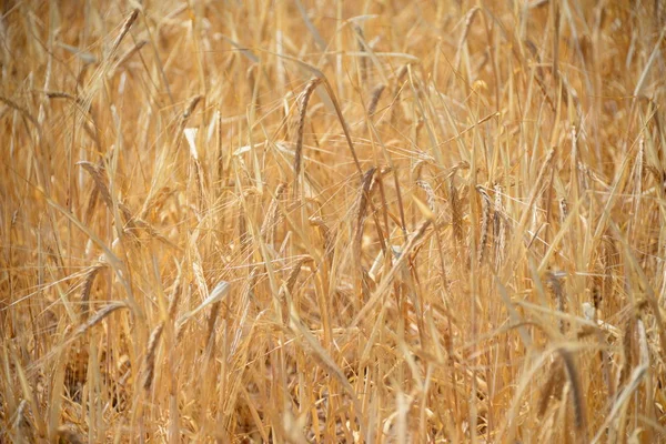 Kırsaldaki Tarla Bitkileri Tarım — Stok fotoğraf