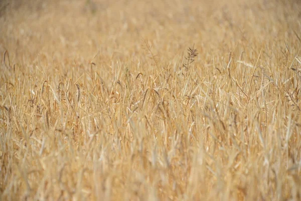 Kırsaldaki Tarla Bitkileri Tarım — Stok fotoğraf