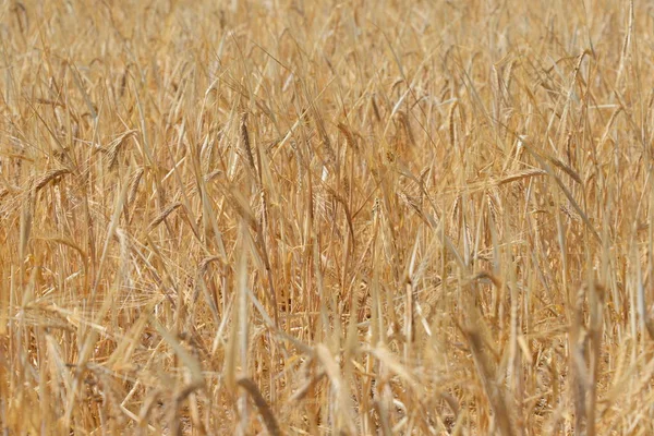 Сільське Поле Пшеничне Сільське Господарство — стокове фото