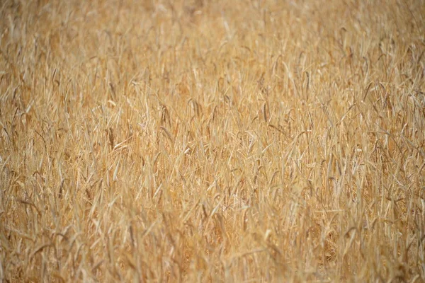 Getreide Auf Dem Feld — Stockfoto