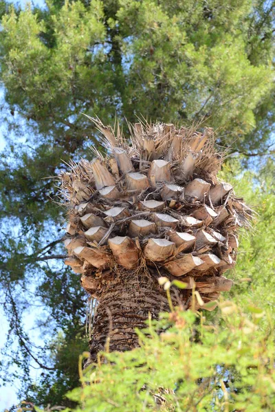 Picudo Rojo Rhynchophorus Ferrugineus Rode Palmkever — Stockfoto