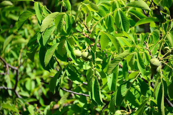 Walnussbaum Grüne Blätter Pflanzenblätter — Stockfoto