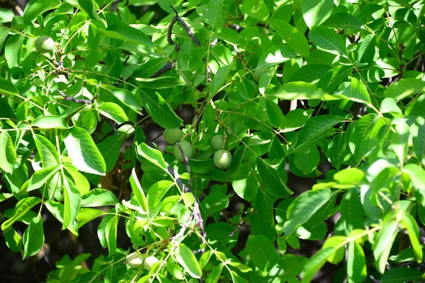 Ореховое Дерево Зеленые Листья Растительная Листва — стоковое фото