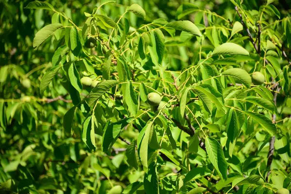 Noce Foglie Verdi Fogliame Della Flora — Foto Stock