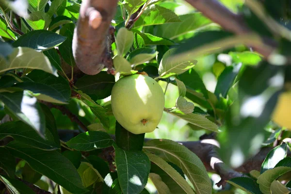 Apples Apple Tree — Stock Photo, Image