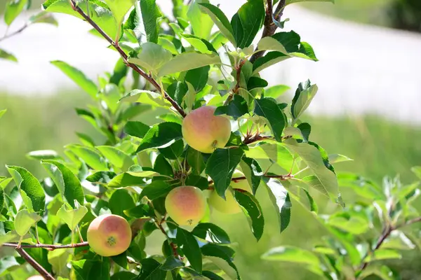 新鮮な熟したリンゴ健康的な食事 — ストック写真