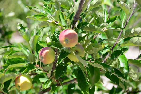 Äpplen Äpple Träd — Stockfoto