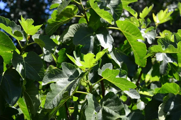 Συκιά Πράσινα Φύλλα Οπωροφόρου Δένδρου — Φωτογραφία Αρχείου