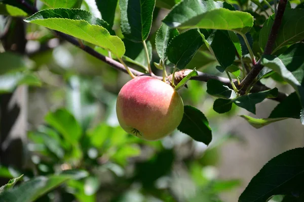 Apple 木の上のりんご — ストック写真