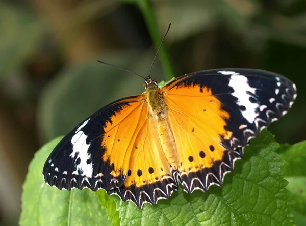 Closeup Bug Wild Nature — Stock Photo, Image