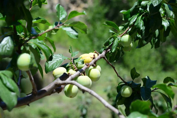 Manzanas Manzana Árbol — Foto de Stock