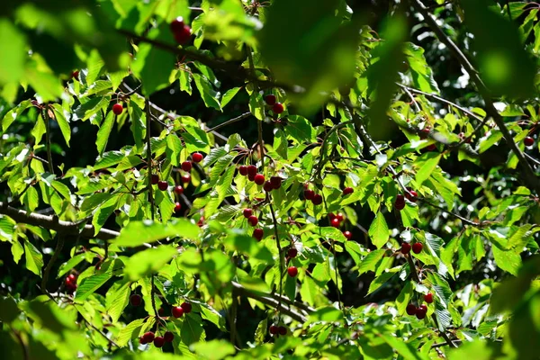 Cerezo Árbol Frutas — Foto de Stock