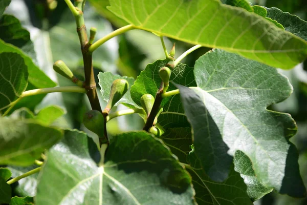 Fico Foglie Verdi Albero Frutto — Foto Stock