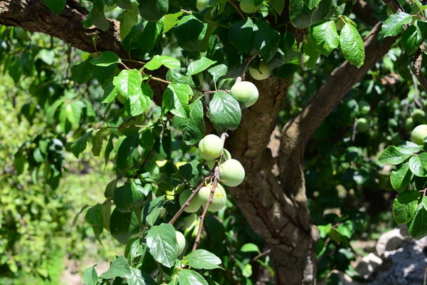 Manzanas Manzana Árbol — Foto de Stock
