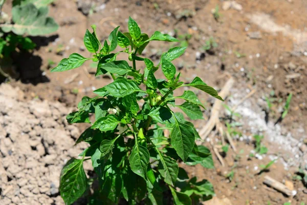 Paprika Wächst Auf Pflanze Nahrungspflanze — Stockfoto