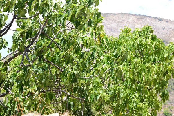 Drzewa Migdałowego Flory Liści Przyrodzie — Zdjęcie stockowe
