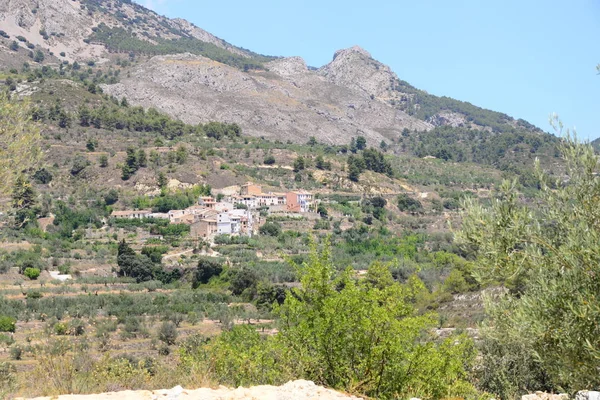 Aceitunas Árbol España — Foto de Stock