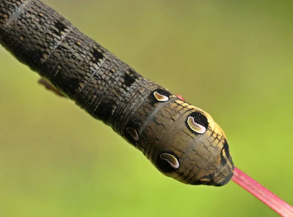 Langoest Van Middenwijngaard Deilephila Elpenor — Stockfoto