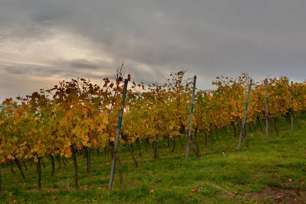 Platteland Wijngaarden Landbouw Wijnstokken — Stockfoto