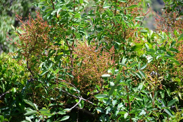 バオバブの木や植物の葉や葉 — ストック写真