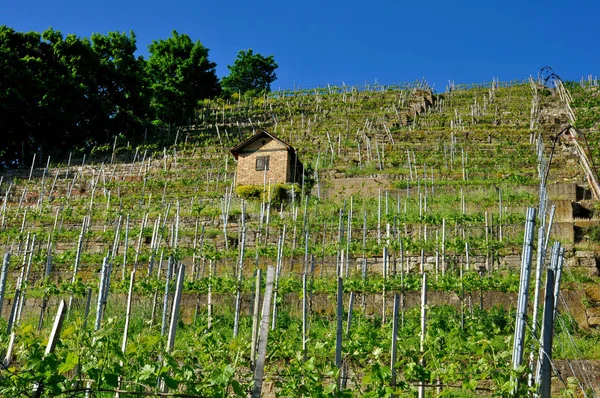 Campagna Vigneti Agricoltura Viti Piante — Foto Stock