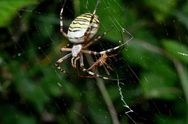 Araignée Effrayante Créature Insecte — Photo