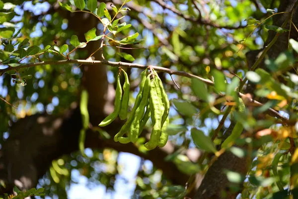 Fazenda Roques Garcia Rocha Felsturm Bizarro Canário Ilhas Canárias Espanha — Fotografia de Stock