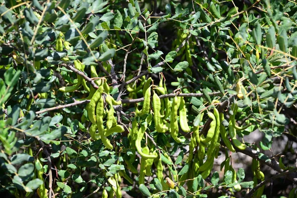 Schöne Natur Spaniens — Stockfoto