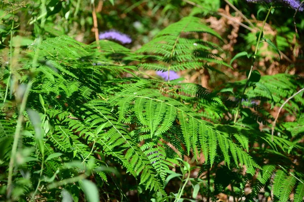 绿色蕨类植物 森林植物叶 — 图库照片