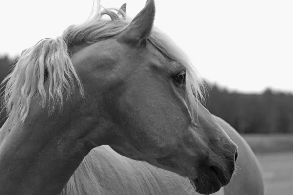 Atlar Gündüz Vakti Dışarıda — Stok fotoğraf
