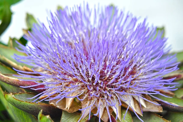 Inflorescence Opened Blue Blossom Royalty Free Stock Images