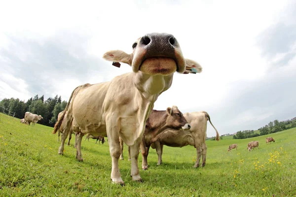 Wide Shot Dairy Cow Stock Picture