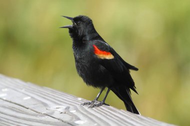 Male Red-winged Blackbird (Agelaius phoeniceus) singing from a perch clipart