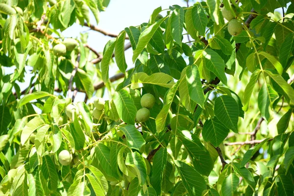 Noce Foglie Verdi Fogliame Della Flora — Foto Stock