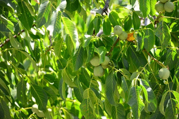 核桃树 植物叶 — 图库照片