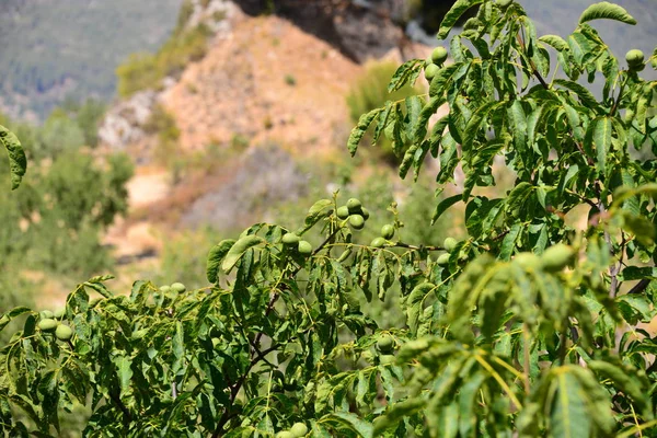 Migdały Drzewie Hiszpania — Zdjęcie stockowe