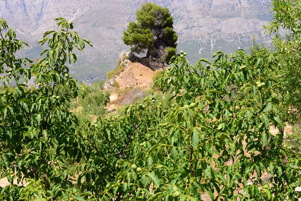 Mandel Trädet Spanien — Stockfoto