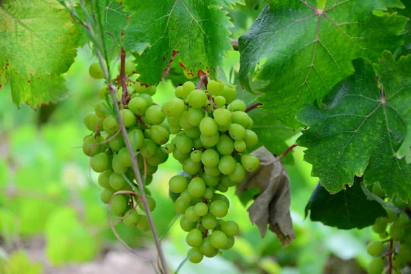 Grapevines Landscape Cultivation Wine Grape Vine — Stock Photo, Image