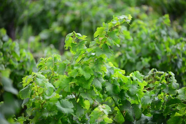 Campagne Vignobles Agriculture Vignes — Photo