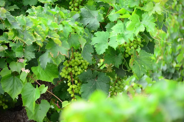 Trossen Druiven Wijnstokken Landbouw — Stockfoto