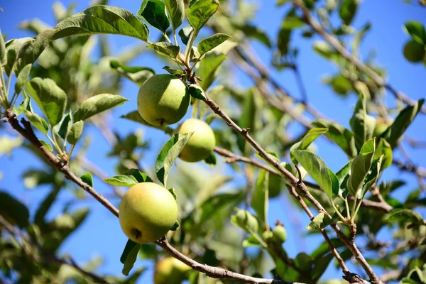 Manzana Manzanas Árbol Dolor — Foto de Stock