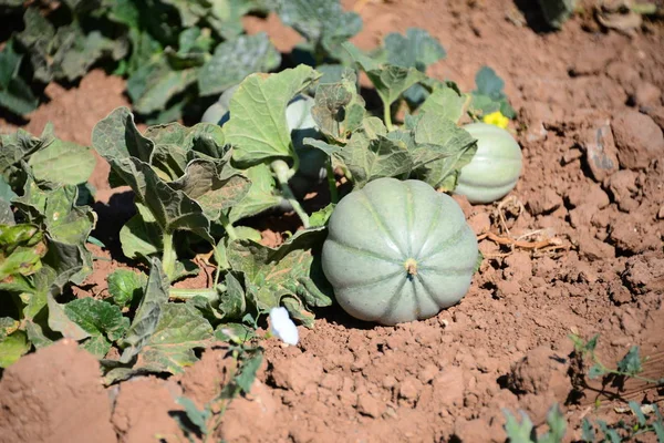 Ferme Agricole Culture Citrouilles — Photo