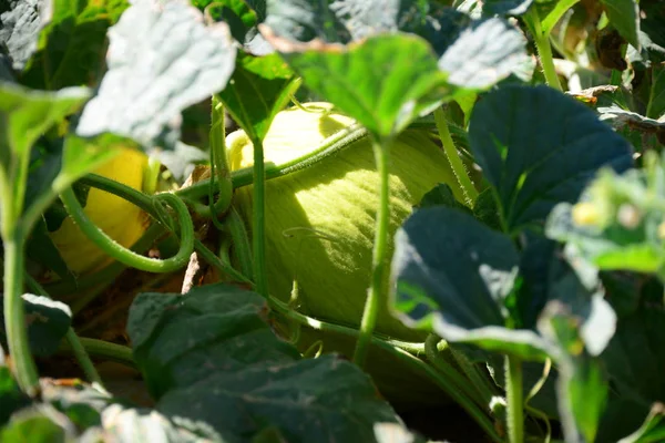 Azote Calabaza Melón Dolor — Foto de Stock