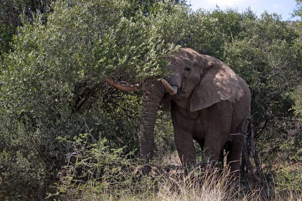 Elefánt Dél Afrika Bokrában — Stock Fotó