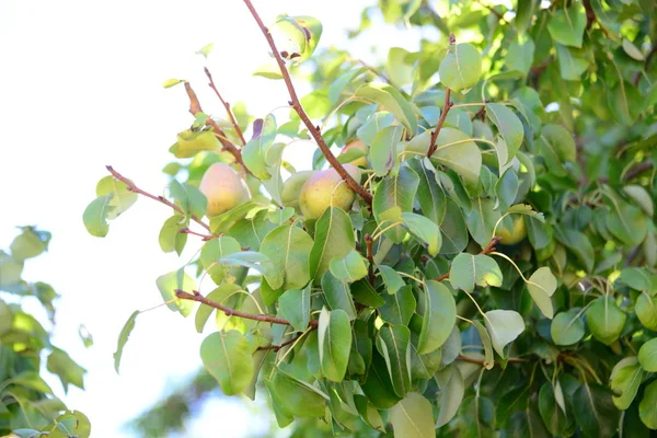 Mela Mele All Albero Spagna — Foto Stock