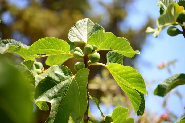 Feigen Baum Grüne Blätter — Stockfoto