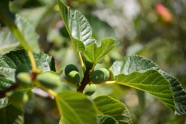 木の上のイチジク緑の葉 — ストック写真